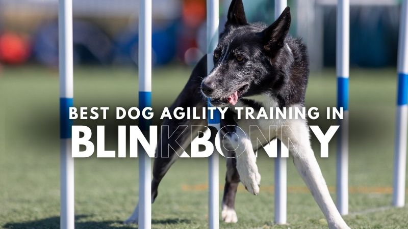Best Dog Agility Training in Blinkbonny