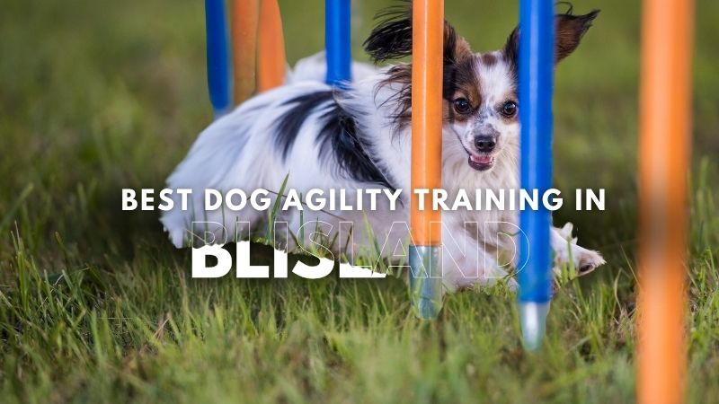 Best Dog Agility Training in Blisland