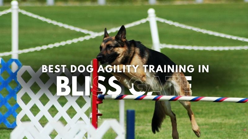 Best Dog Agility Training in Bliss Gate
