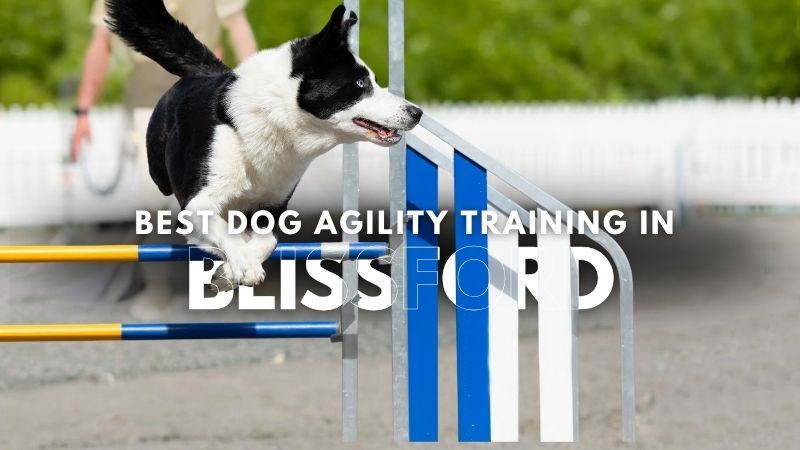 Best Dog Agility Training in Blissford