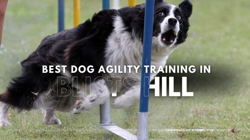 Best Dog Agility Training in Blists Hill