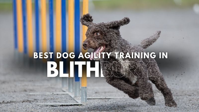 Best Dog Agility Training in Blithbury