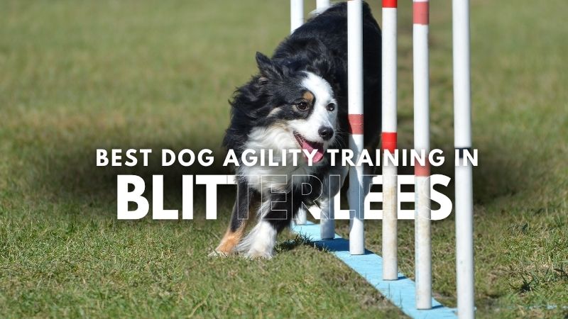 Best Dog Agility Training in Blitterlees