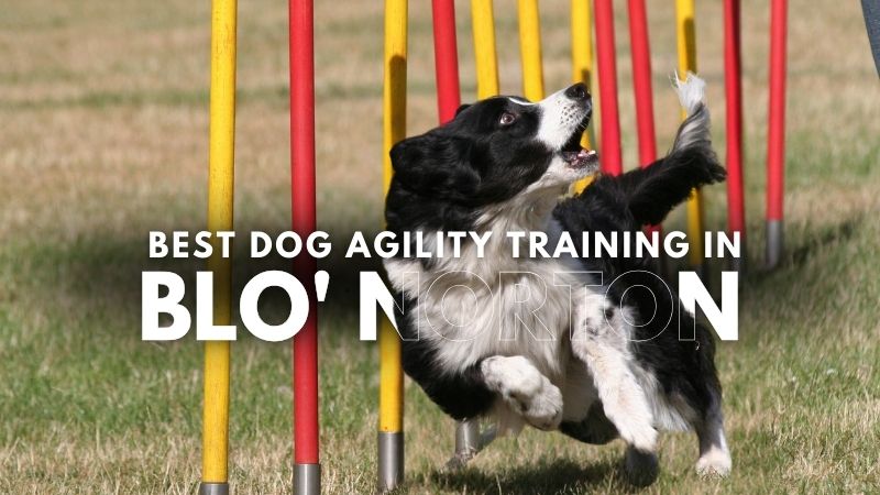 Best Dog Agility Training in Blo' Norton
