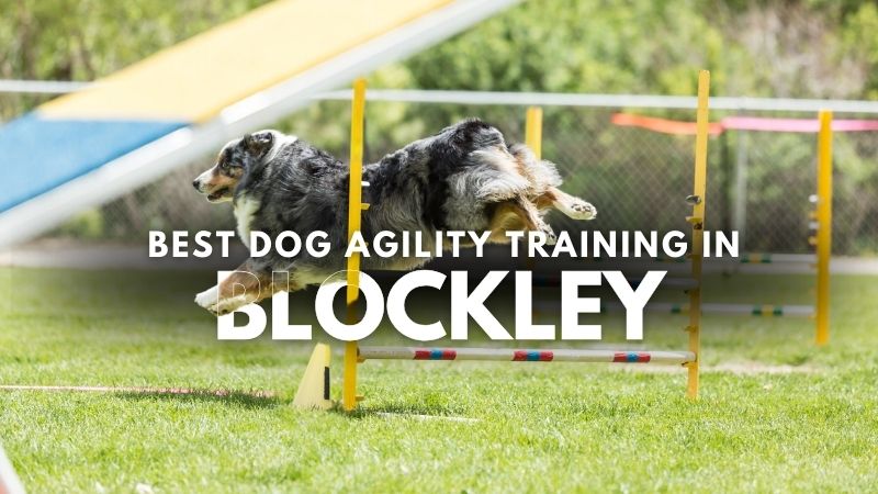 Best Dog Agility Training in Blockley