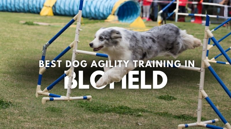 Best Dog Agility Training in Blofield