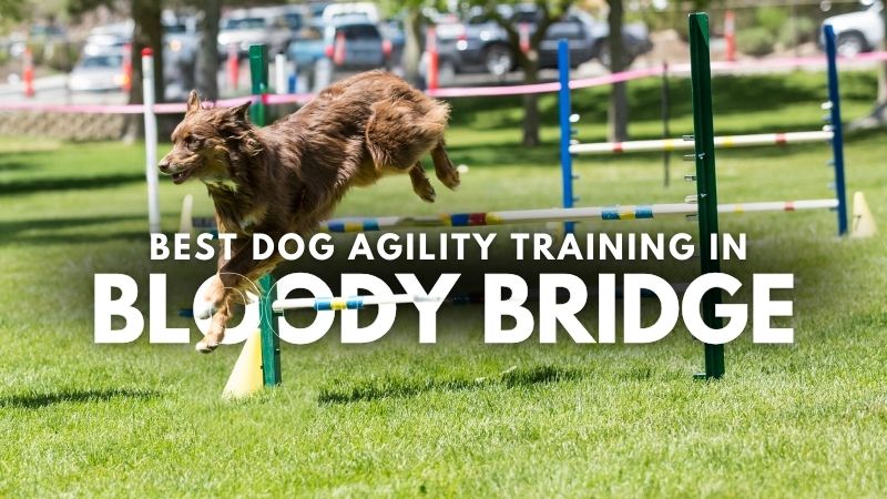 Best Dog Agility Training in Bloody Bridge