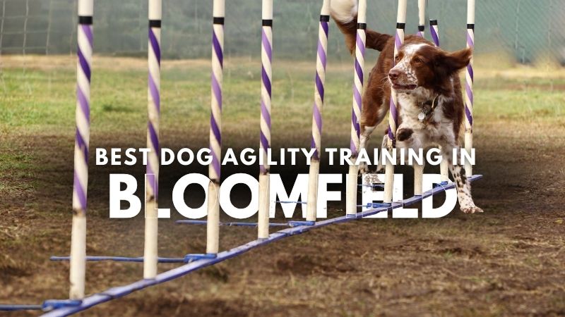 Best Dog Agility Training in Bloomfield