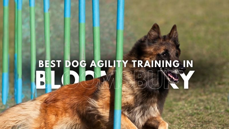 Best Dog Agility Training in Bloomsbury