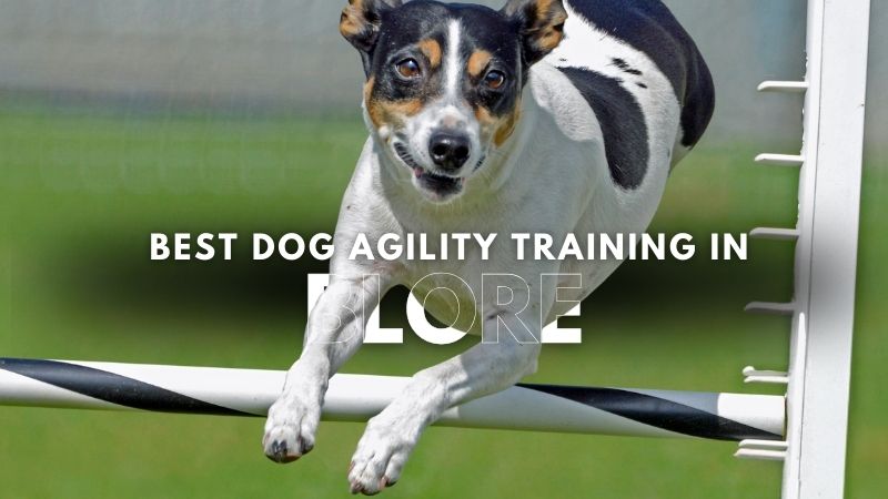 Best Dog Agility Training in Blore