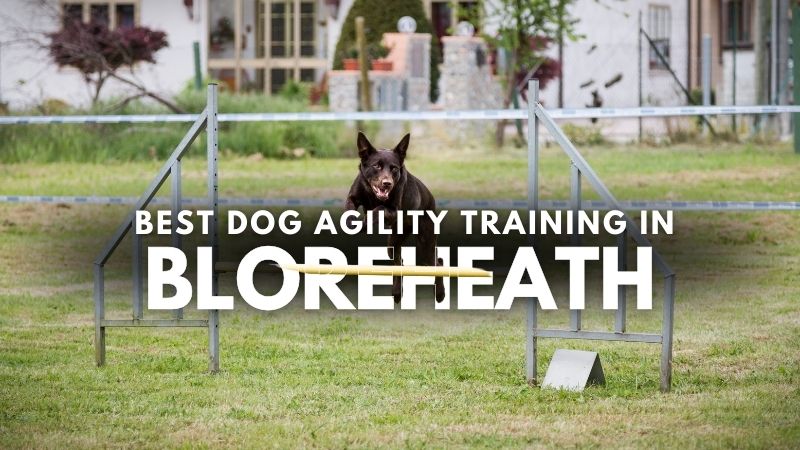 Best Dog Agility Training in Bloreheath