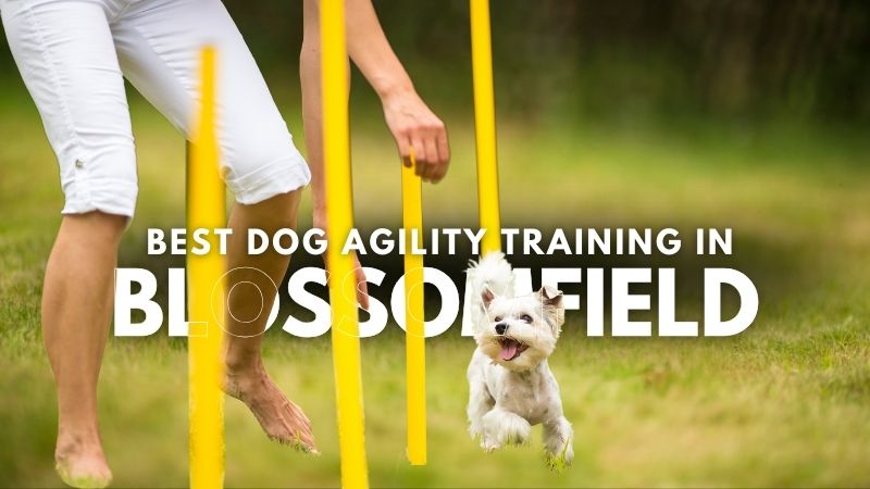 Best Dog Agility Training in Blossomfield