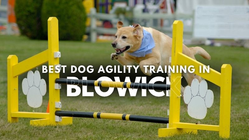 Best Dog Agility Training in Blowick
