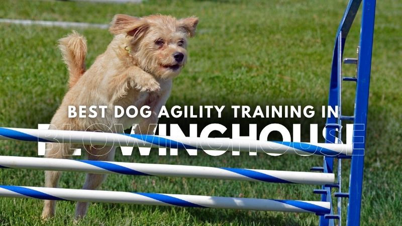 Best Dog Agility Training in Blowinghouse