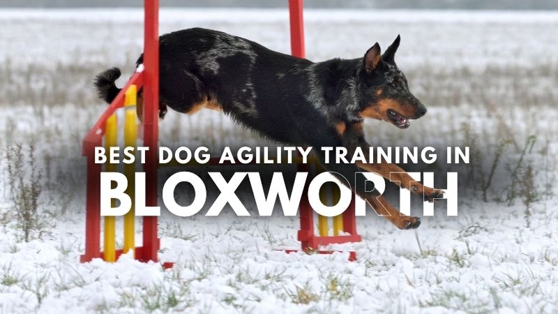 Best Dog Agility Training in Bloxworth