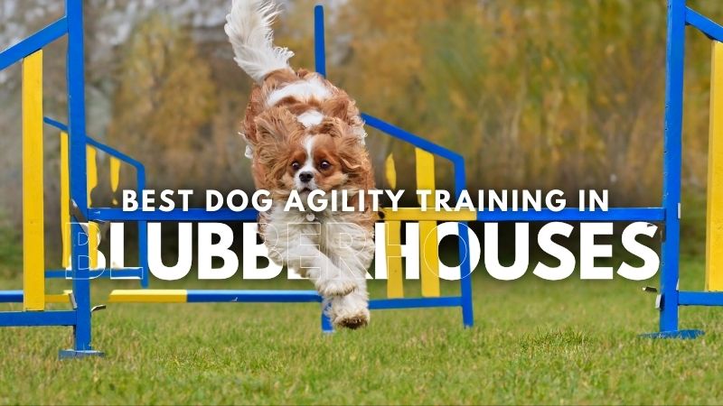 Best Dog Agility Training in Blubberhouses