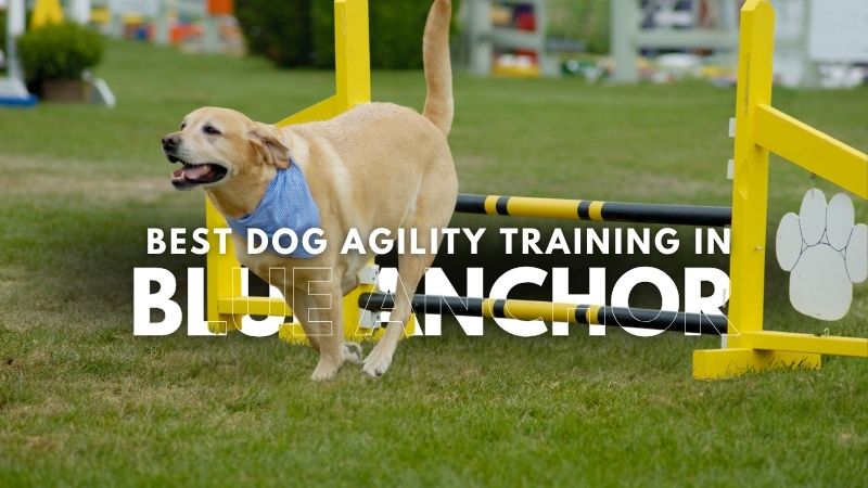 Best Dog Agility Training in Blue Anchor