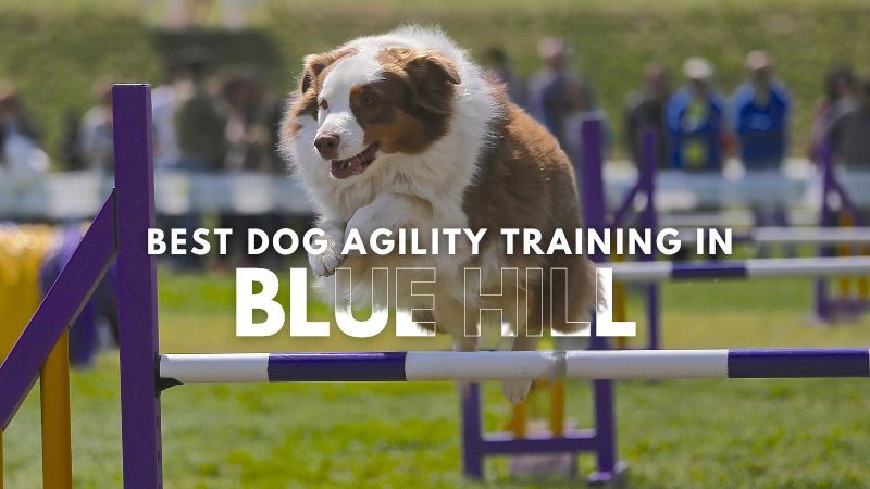 Best Dog Agility Training in Blue Hill