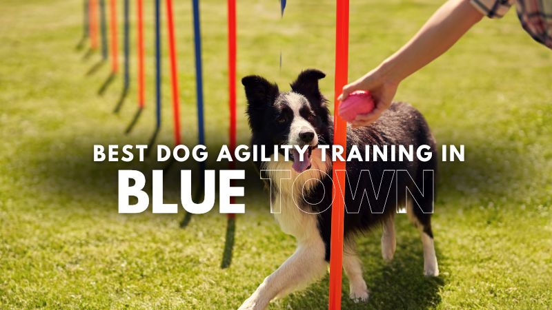 Best Dog Agility Training in Blue Town