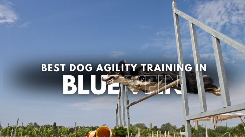 Best Dog Agility Training in Blue Vein