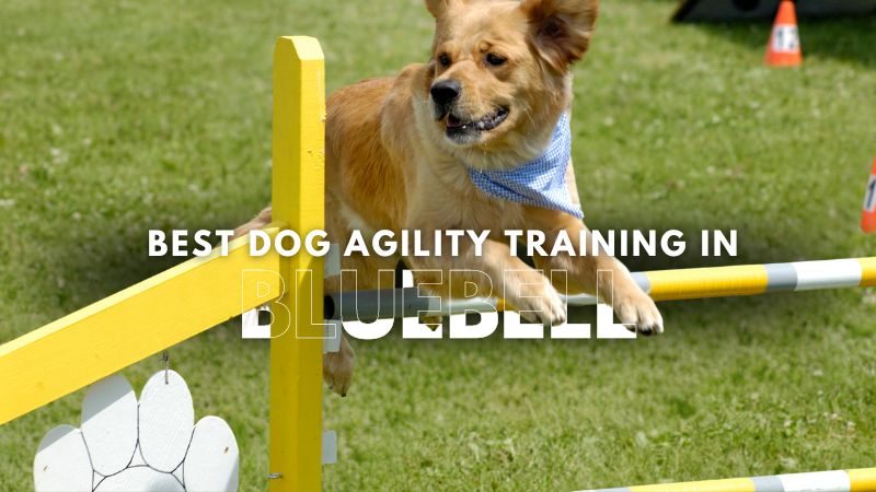 Best Dog Agility Training in Bluebell