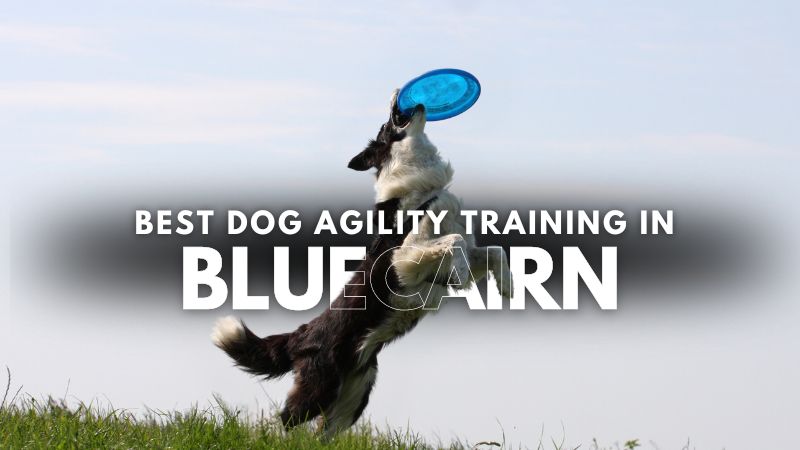Best Dog Agility Training in Bluecairn