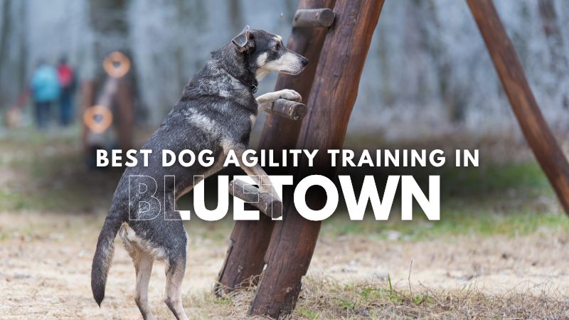 Best Dog Agility Training in Bluetown