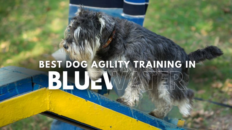 Best Dog Agility Training in Bluewater