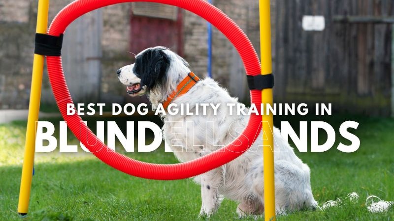 Best Dog Agility Training in Blundellsands