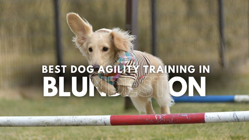 Best Dog Agility Training in Blundeston
