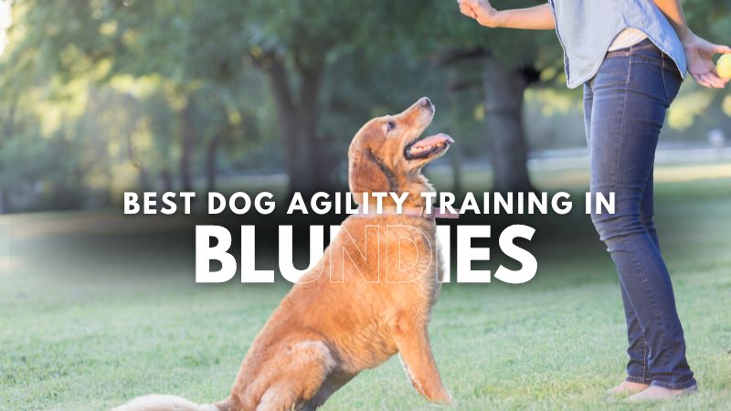 Best Dog Agility Training in Blundies