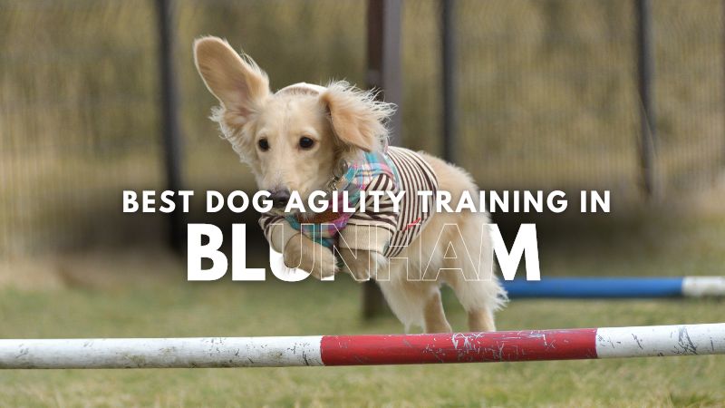 Best Dog Agility Training in Blunham