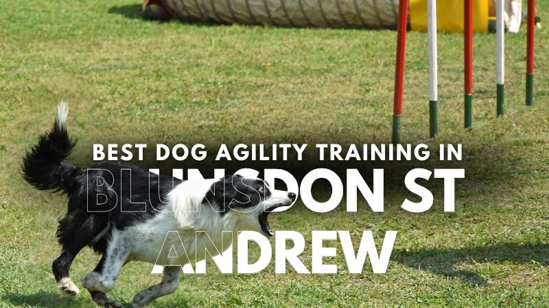 Best Dog Agility Training in Blunsdon St Andrew