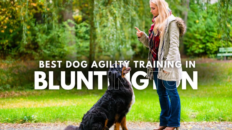 Best Dog Agility Training in Bluntington