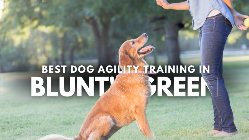 Best Dog Agility Training in Blunt's Green