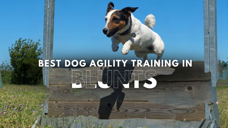 Best Dog Agility Training in Blunts