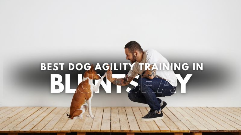 Best Dog Agility Training in Bluntshay