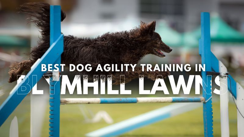 Best Dog Agility Training in Blymhill Lawns