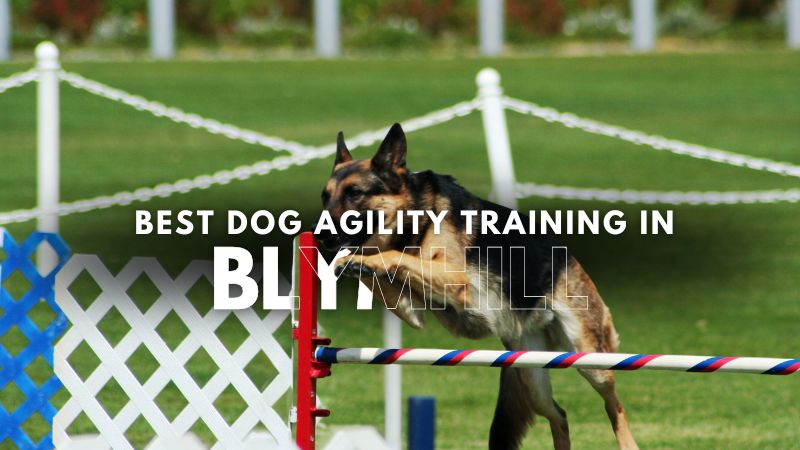 Best Dog Agility Training in Blymhill