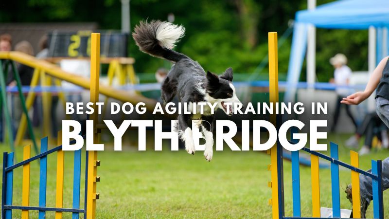 Best Dog Agility Training in Blyth Bridge