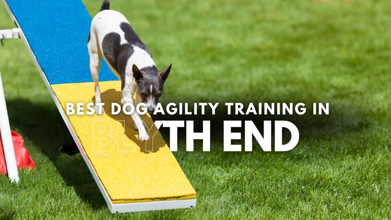 Best Dog Agility Training in Blyth End
