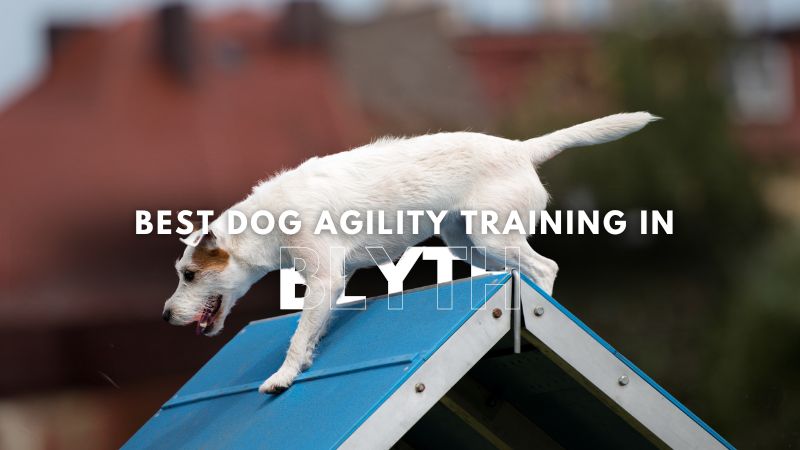 Best Dog Agility Training in Blyth