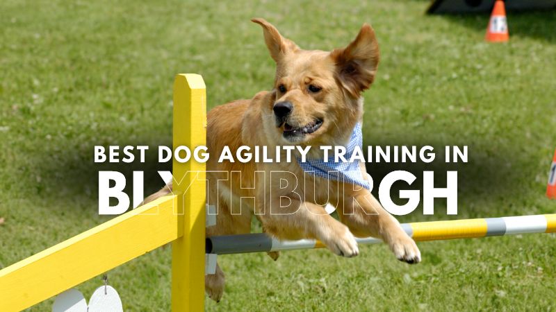 Best Dog Agility Training in Blythburgh