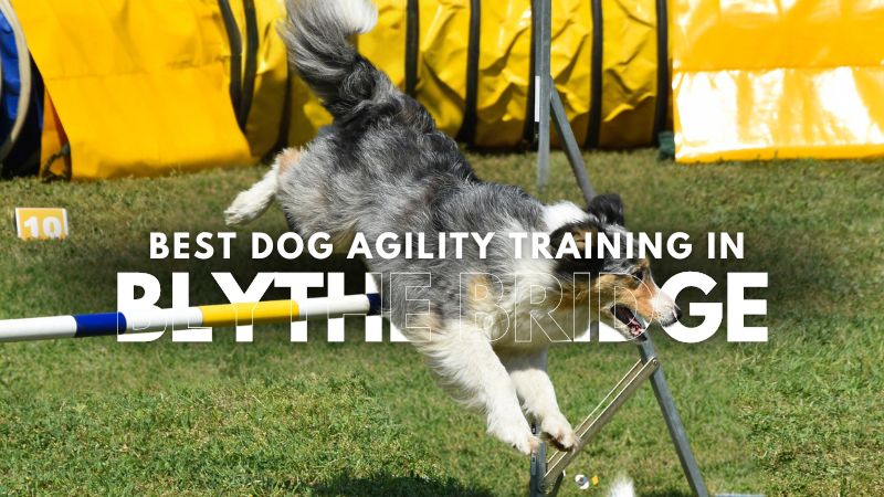 Best Dog Agility Training in Blythe Bridge