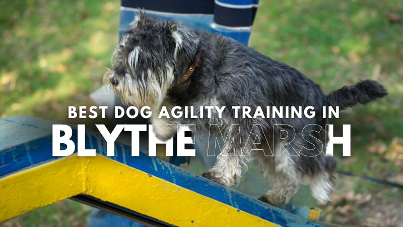 Best Dog Agility Training in Blythe Marsh