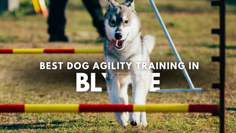 Best Dog Agility Training in Blythe