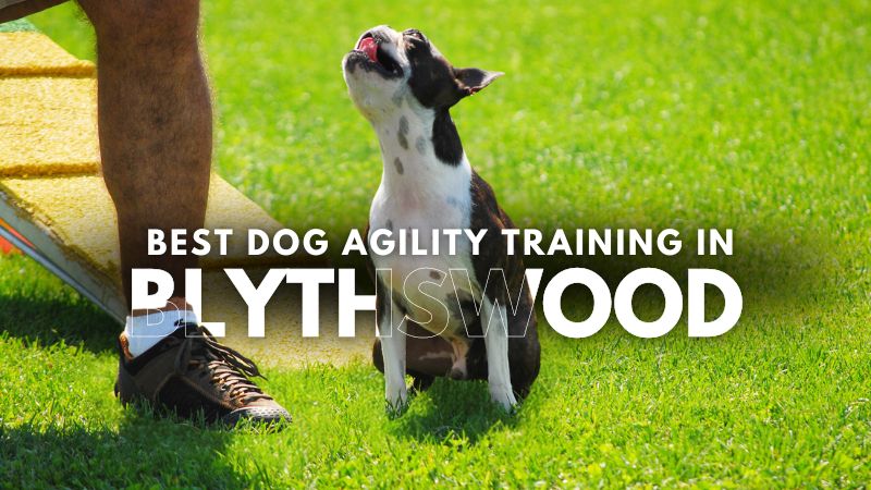 Best Dog Agility Training in Blythswood
