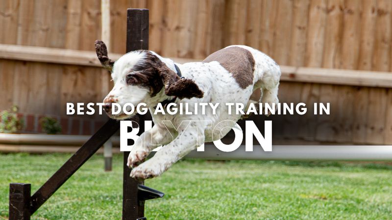 Best Dog Agility Training in Blyton