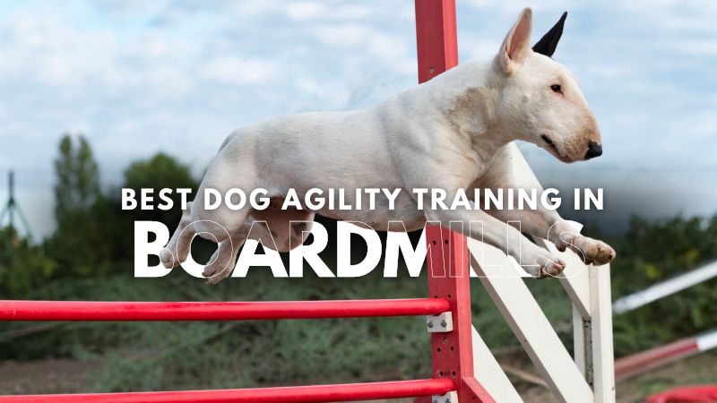 Best Dog Agility Training in Boardmills