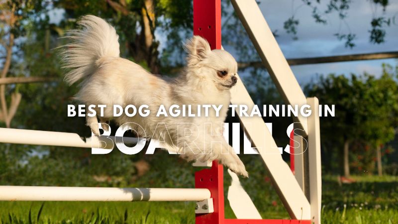 Best Dog Agility Training in Boarhills